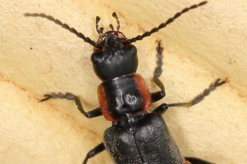 Cantharis pulicaria